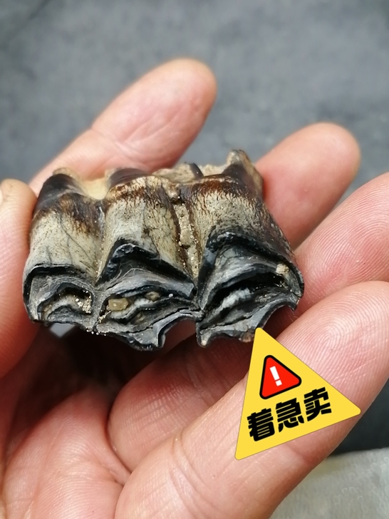 奇石～（老化石牙）  自己捡的，化石，不清...