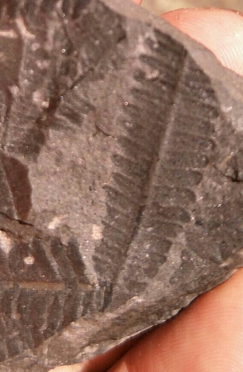 小叶羊栉齿化石，叶脉纹理清晰，树叶错落有致...