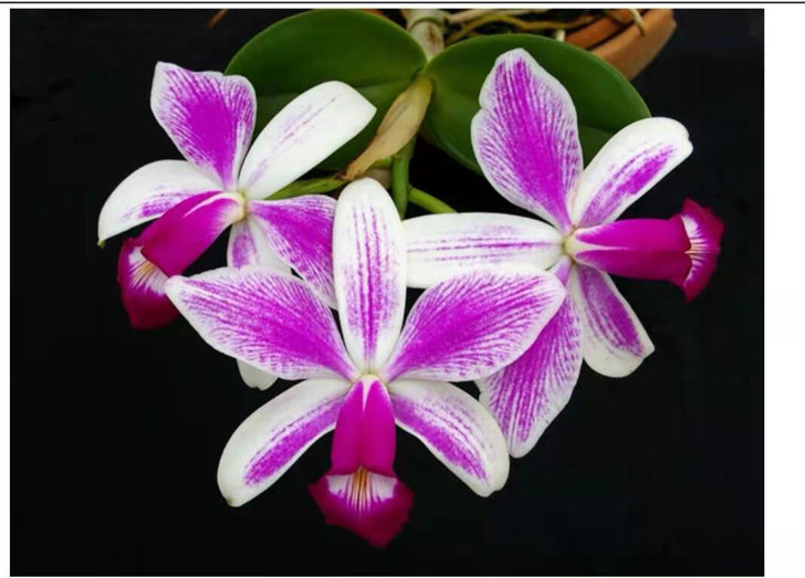 特卡兰泼墨女神！