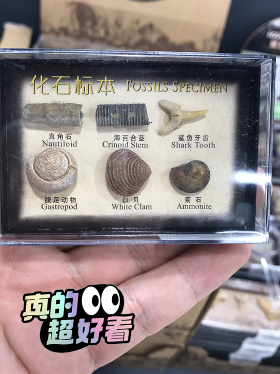 化石标本盒，只有五盒售完下架哦