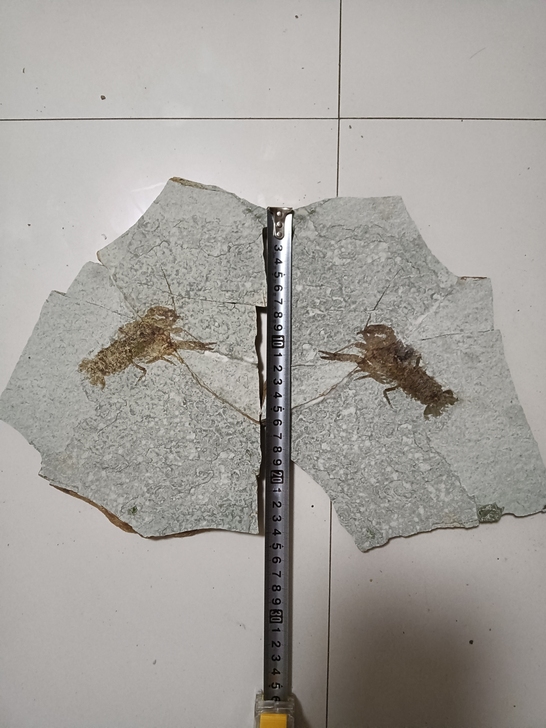 对板龙虾化石，无描化适合收藏馈赠朋友尺寸如图
