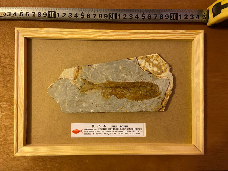 狼鳍鱼化石 化石鱼 群鱼化石