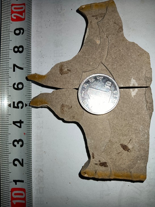 宁城道虎沟昆虫化石标本无描化对板，尺寸如图...