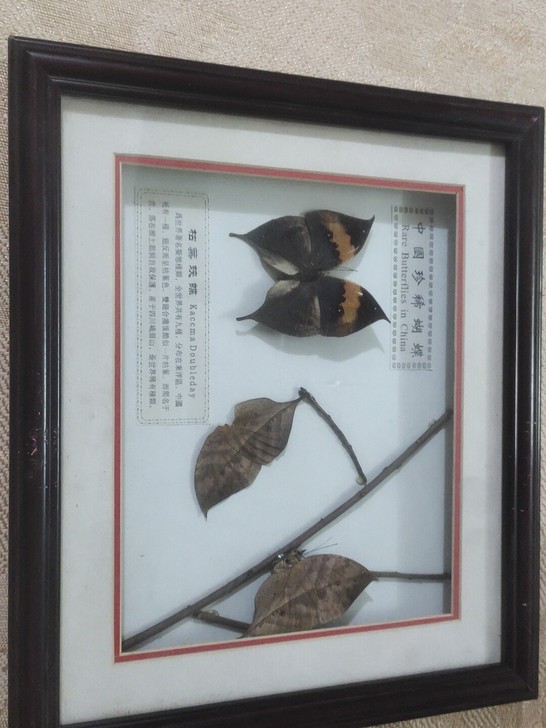 蝴蝶标本完整，相框品相有划痕，二手物品售后...