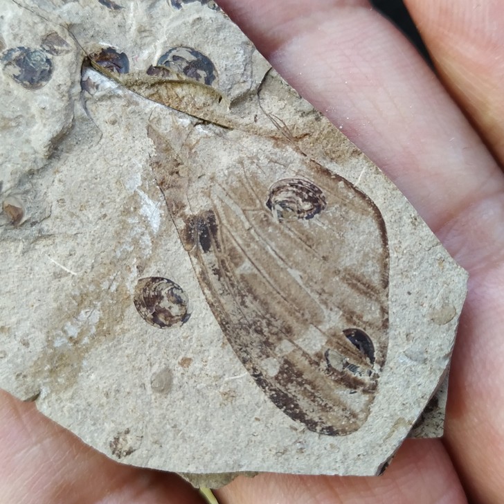 道虎沟对开古蝉翅膀化石