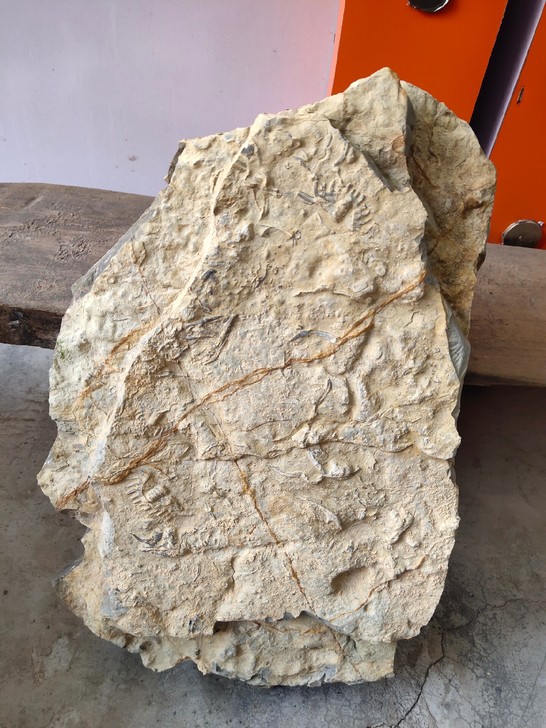 个头不大不小的虫子化石