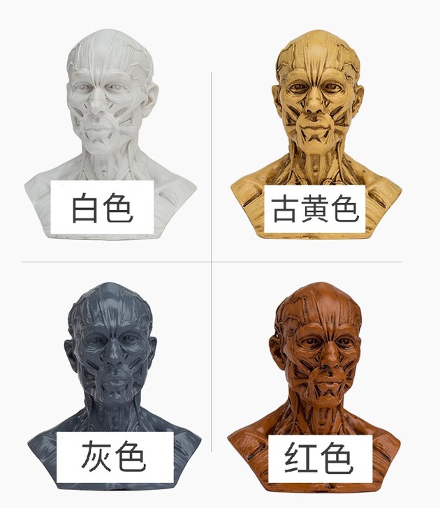现货人体肌肉头骨骷髅头绘画工艺品树脂工艺品...