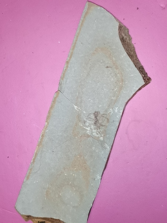 未知品种昆虫化石,感兴趣的可以研究研究