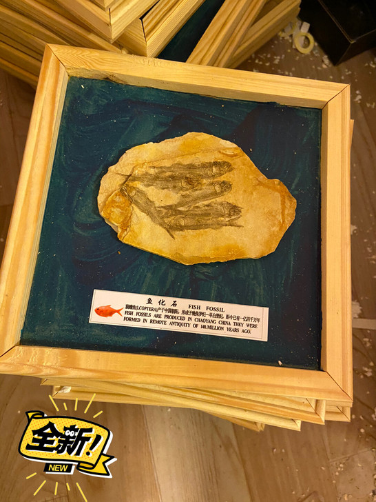 辽西鱼化石狼鳍鱼化石标本化石奇石收藏亲 商...