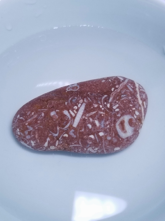 南京雨花石 原石 大品 海百合化石 尺寸6...