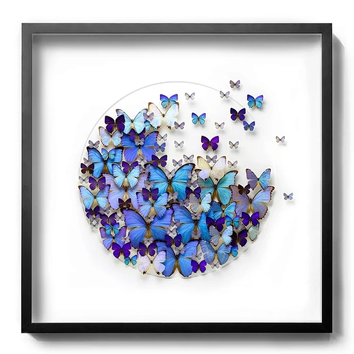 蝴蝶标本 闪蝶 A1品质 蝴蝶工艺品 客厅...