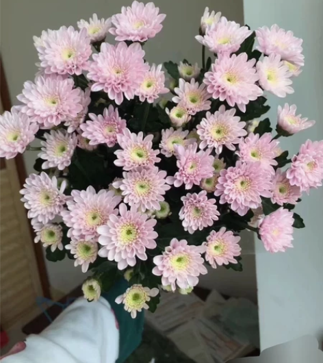 小雏菊鲜花束水养洋甘菊麦干菊鲜切花干花插花...