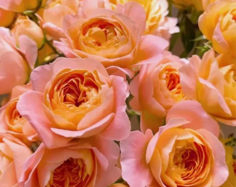 40支玫瑰包邮自选随心搭包邮鲜花瓶插花教师...