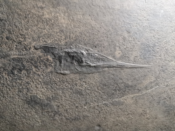 三叠纪龙鱼化石