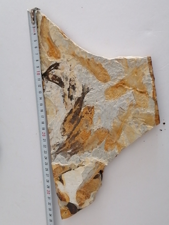 古生物化石大狼鳍鱼独板收藏品