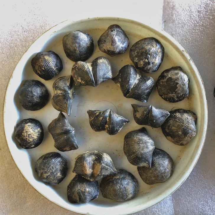 古生物贝壳化石，精美的化石会唱歌