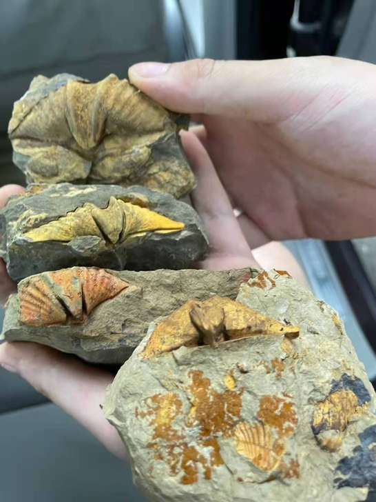 古生物化石，泥盆纪，白垩纪 古生物化石 不...