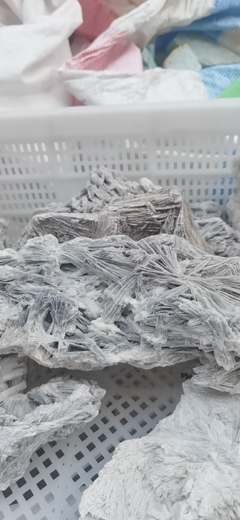 远古树苗化石，远古植物化石，对风水财运气运...