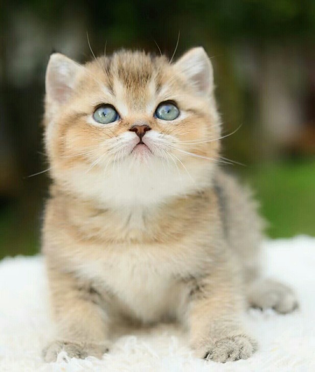 自己家猫猫生的包子脸ny25金渐层 脸蛋漂...