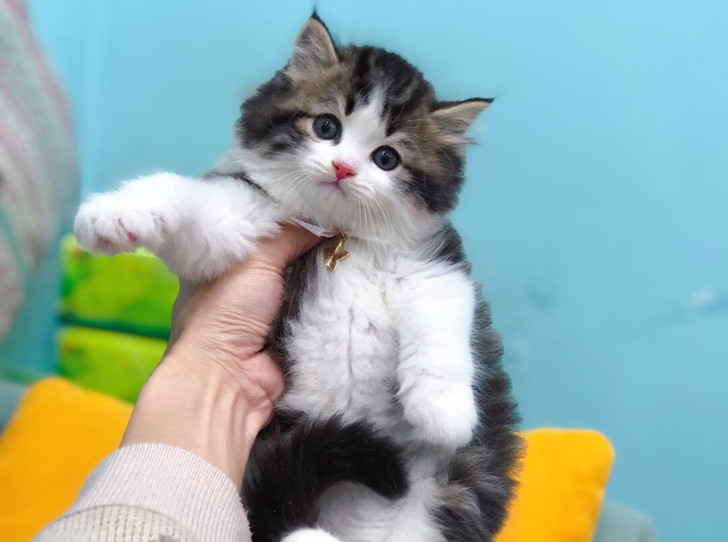 高地长毛猫
