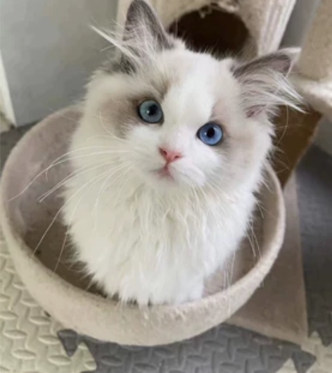 布偶猫妹妹，蓝双布偶海双布偶找无猫家庭这个...