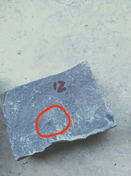 化石上新，希若拉一只，产自湘西！