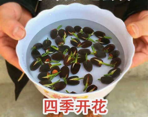 四季播种 50粒碗莲种子 已开口水培植物睡...