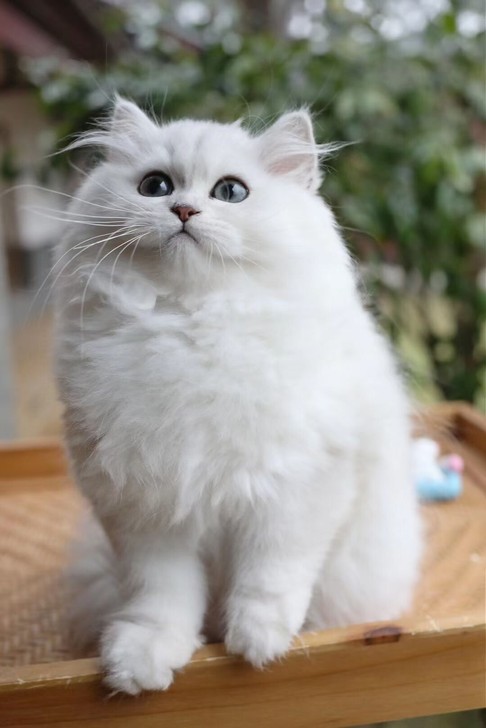 【猫舅猫公馆】高品质金吉拉弟弟 脸蛋萌 爆...