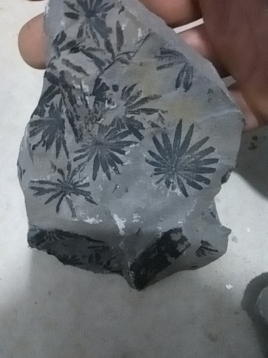 植物化石
