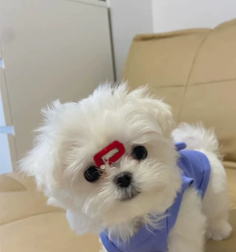 救命她的眼睛超大超圆超可爱马尔济斯幼犬 自...