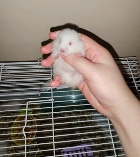 来人收了吧,还剩三只了!两只红眼,有一只是...