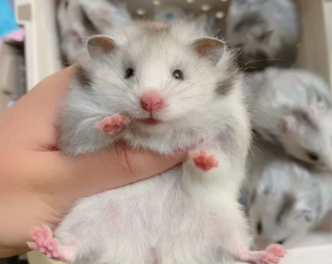 家养批发小仓鼠包活包邮三线银狐布丁宠物情侣...