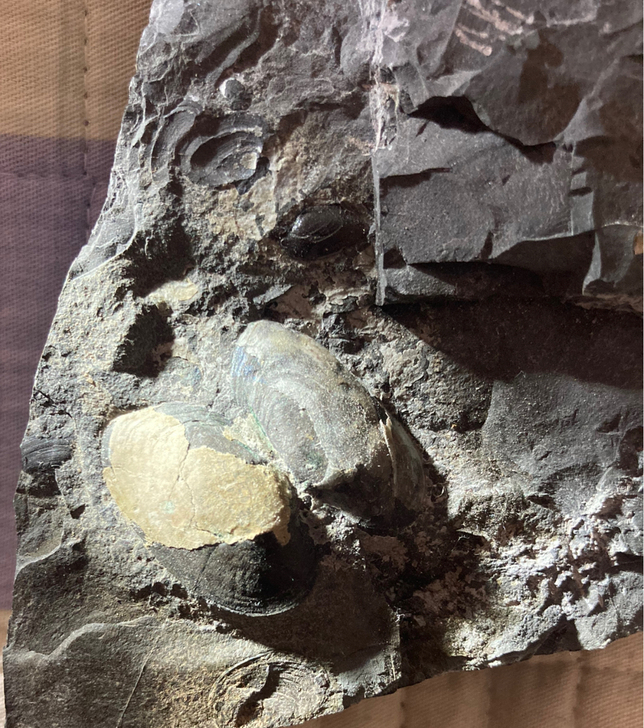 青山中村蚌化石 产地辽宁本溪早白垩世梨树沟...