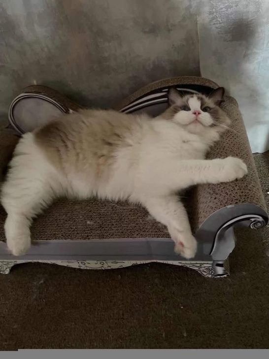 繁育的来，波斯系海双布偶猫妹妹，完美无瑕