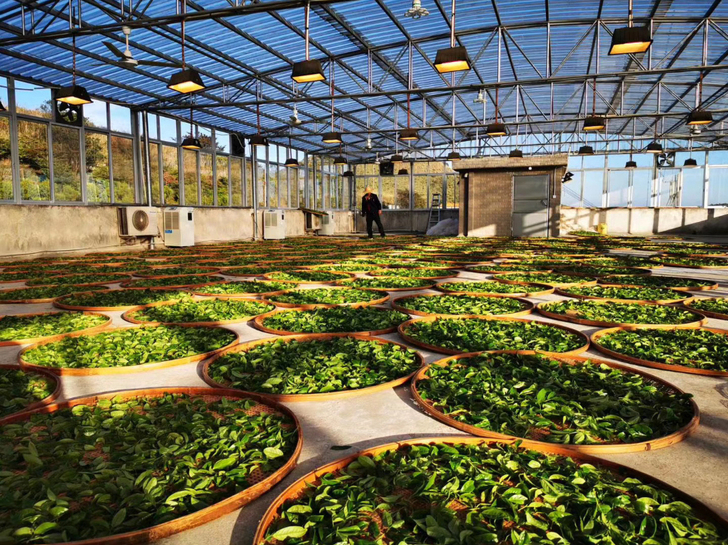 天池1392凤凰展翅玫瑰金蜜兰香两罐装凤凰...