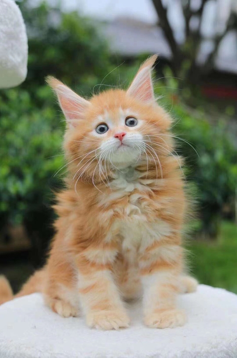 高品质红虎斑缅因弟弟 极品脸蛋 超高品质 ...