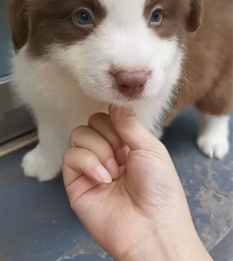 完美花色，咖啡边牧幼犬，公，三通七白，脸蛋...