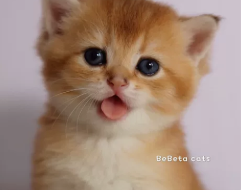 金渐层 英短金渐层 找铲屎官WCF 注册猫...