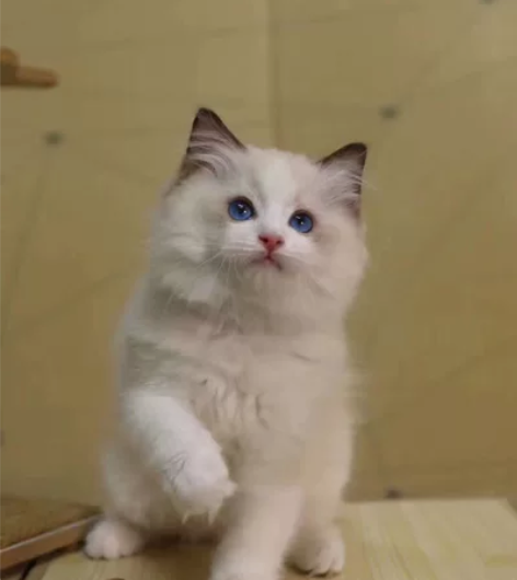 完美海双布偶妹妹 满耳满背 后腿高靴 脸蛋...