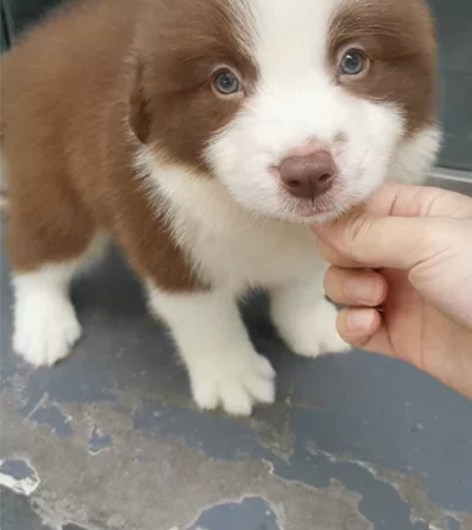 完美花色，咖啡边牧幼犬，公，三通七白，脸蛋...