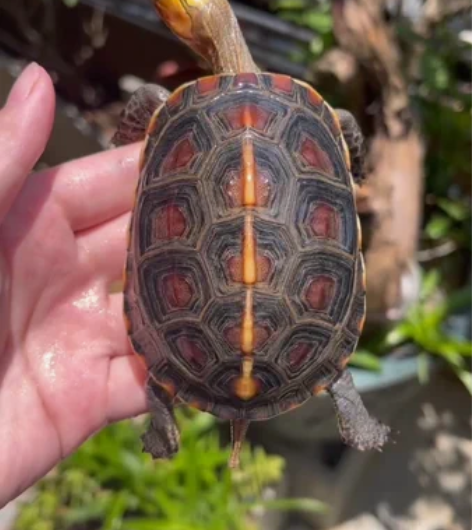 极品高背细纹安缘二两多脸蛋非常红 黄金头线...