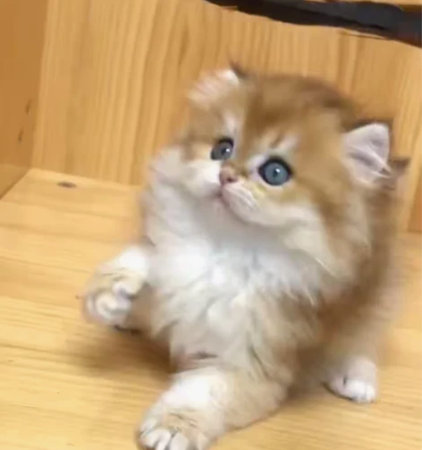 金渐层长毛弟弟,小耳朵,大爆毛,脸蛋真的很...