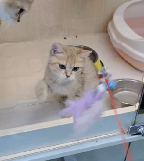 金渐层公母都有11色脸蛋甜美疫苗齐价格实惠...