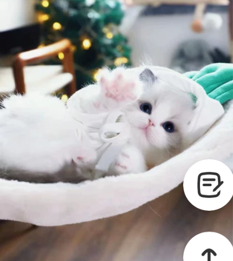 作为拥有大量布偶的猫舍的我们又出窝了一群小...