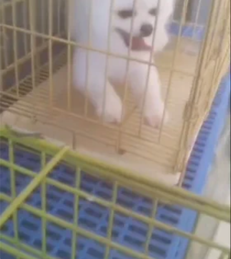 可爱的博美,俊杰装,对外借配,也可出售,脸...