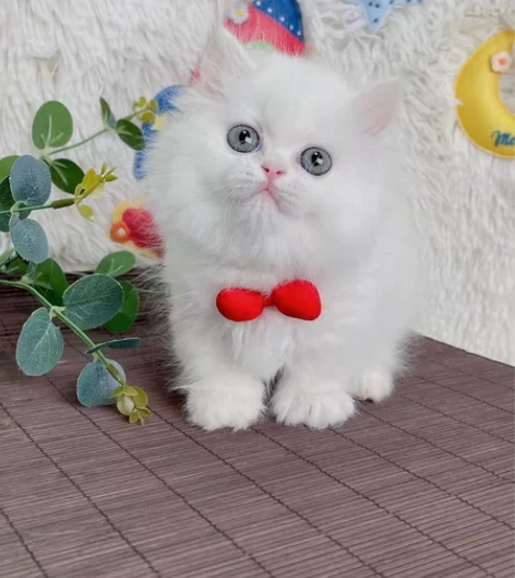 拿破仑纯白 minute拿破仑 曼基康矮脚...