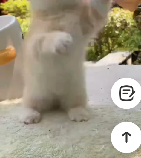 高颜值矮脚金渐层弟弟 ​脸蛋可爱 ​体态颜...