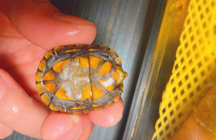 3CM。珍藏版！黄金甲小种血红头红面蛋龟头...