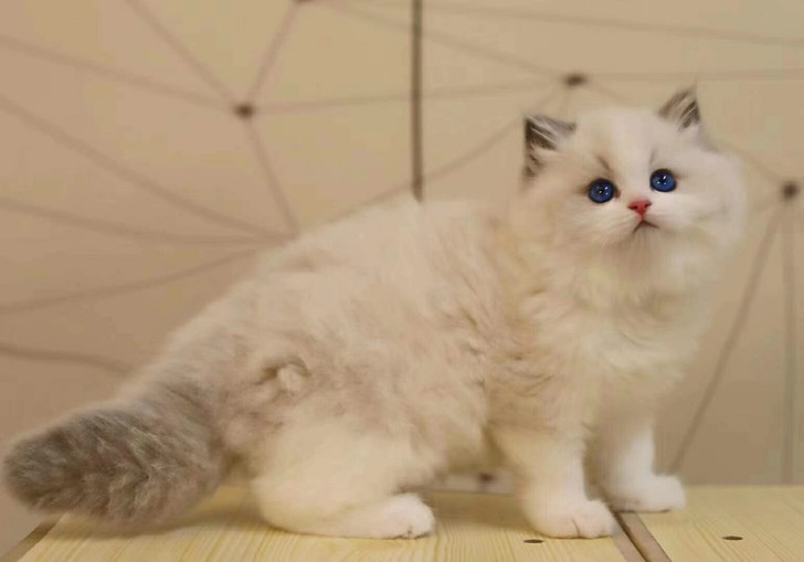 大丽丽血蓝双布偶弟弟 五粉