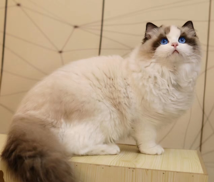 ##amp;hearts; 超高颜值海双布...